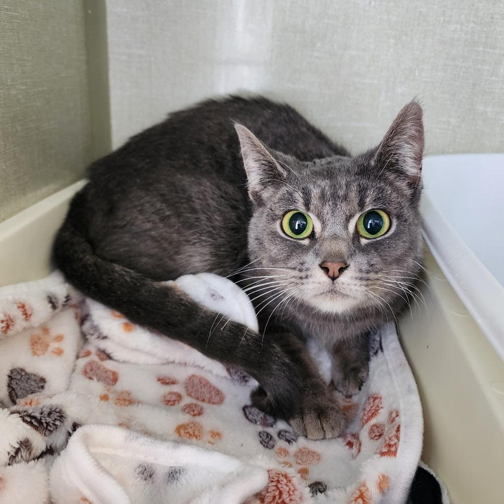 Enlarge Phoebe, a Adoptable Domestic Short Hair in Monroe, MI image 3/3