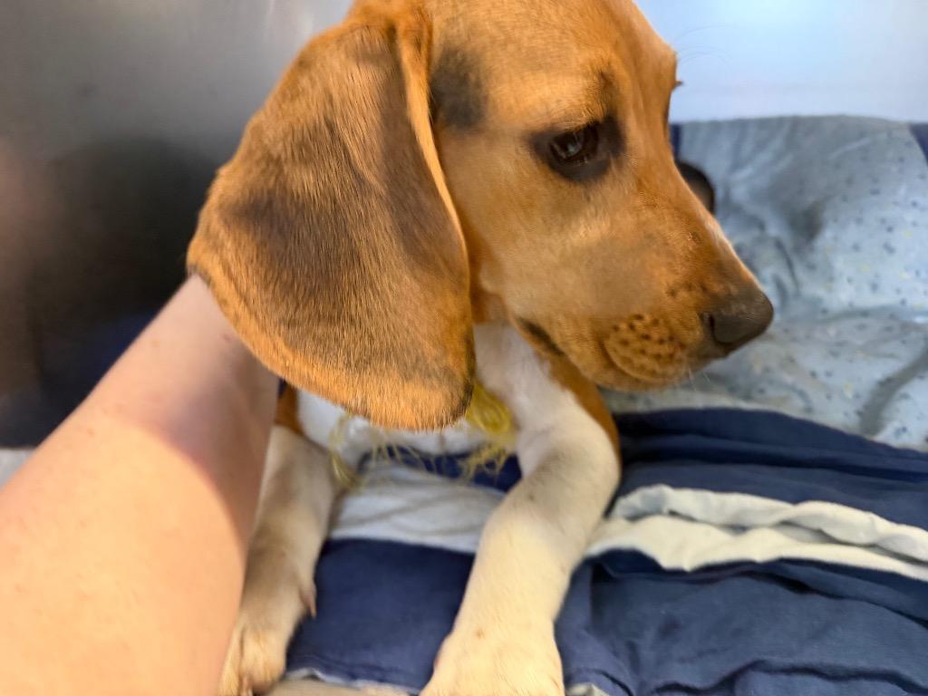 Reiky, Adoptable, Puppy Female Beagle.