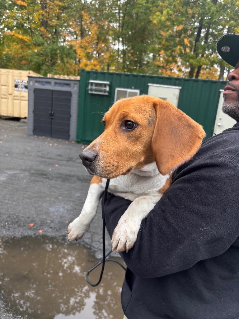 Enlarge Reiky, a Adoptable Beagle in Pomona, NY image 2/2