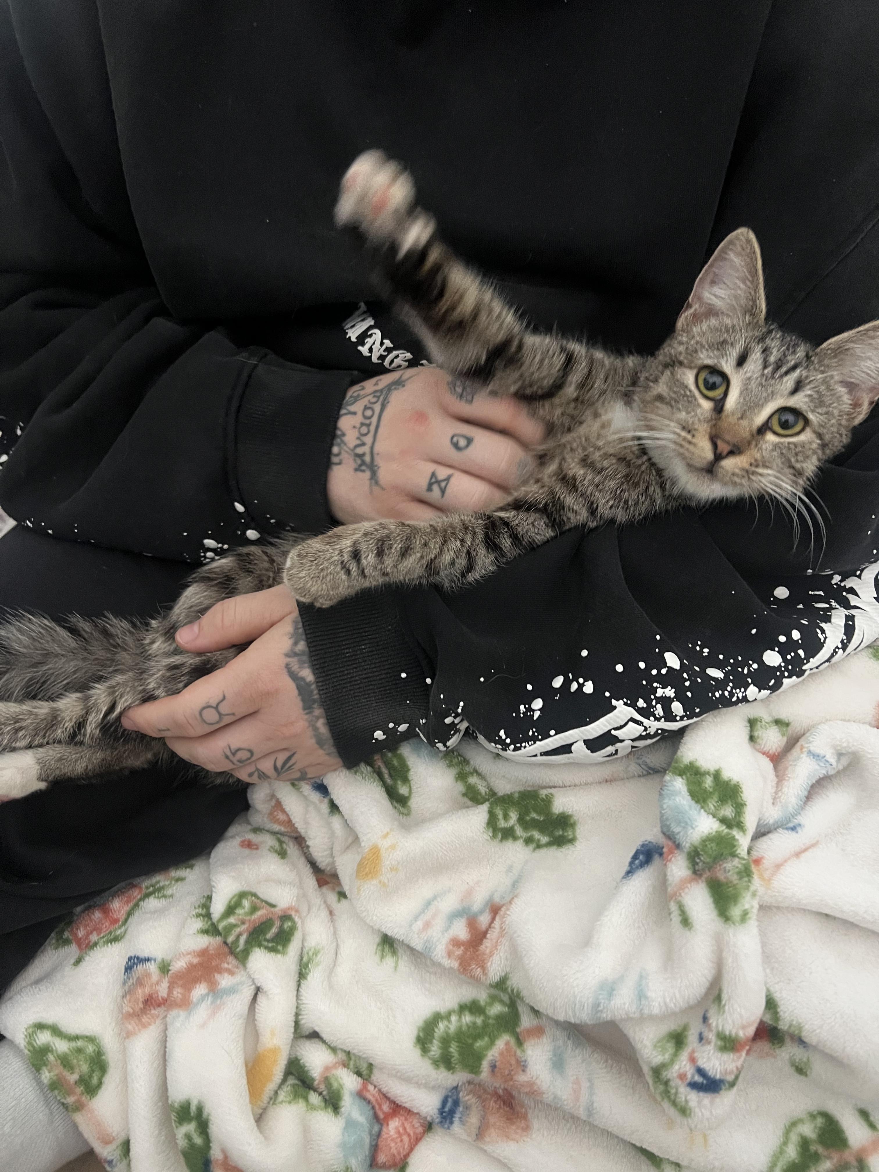 Ava, adopted, Young Female Domestic Short Hair.