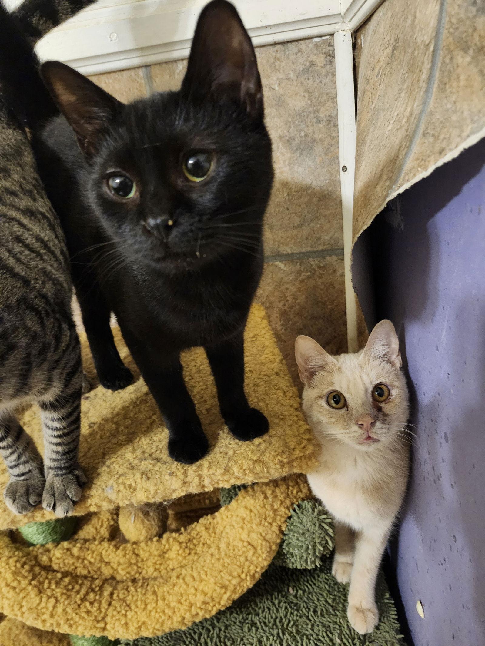 Sabrina, Adoptable, Kitten Female Domestic Short Hair.