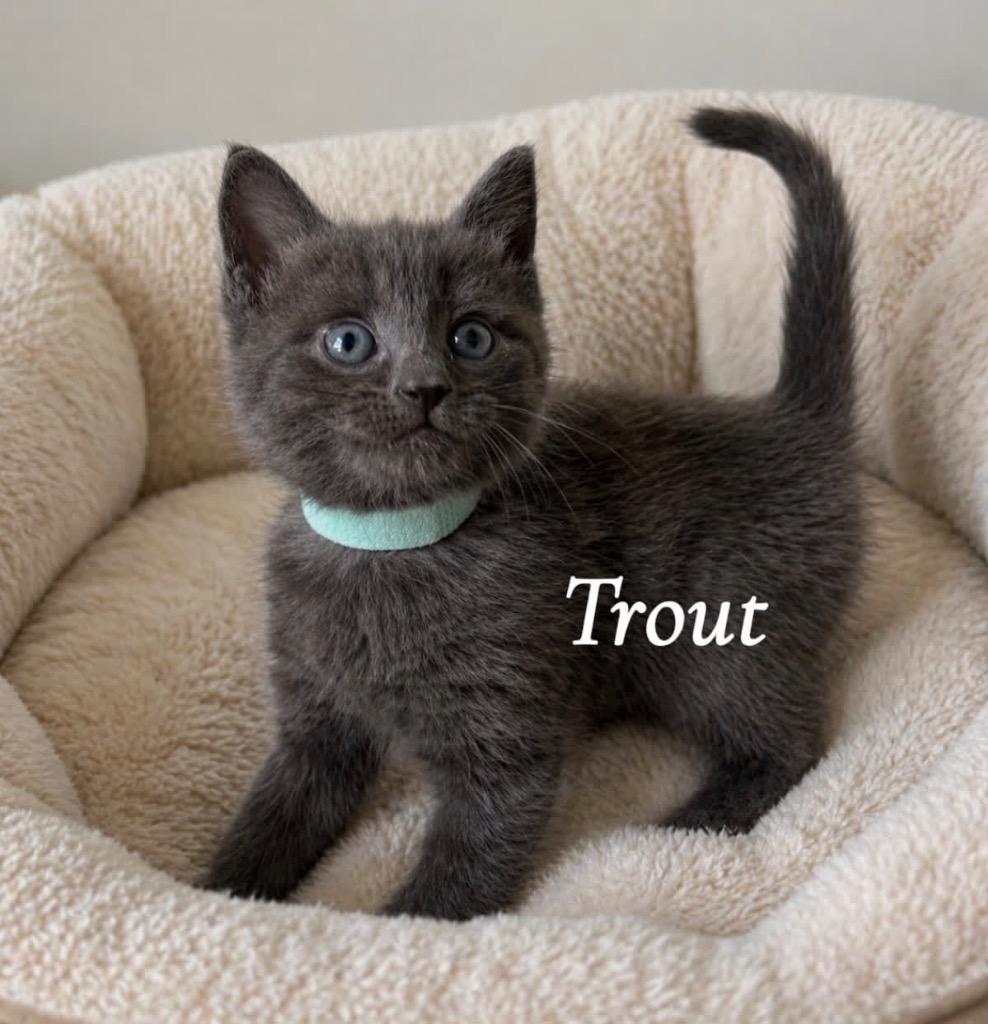 Enlarge Trout, a Adoptable mixed breed in Johnson City, TN image 1/5
