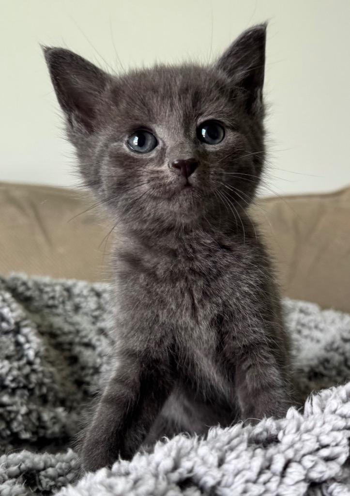Enlarge Trout, a Adoptable mixed breed in Johnson City, TN image 4/5