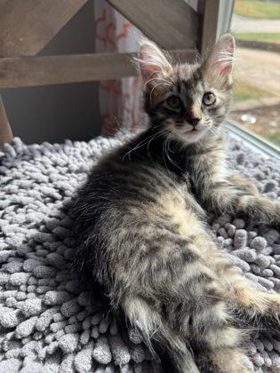 Tortellini, Adoptable, Kitten Female Domestic Medium Hair.