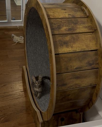 Enlarge Tortellini, a Adoptable Domestic Medium Hair in Edmond, OK image 2/3