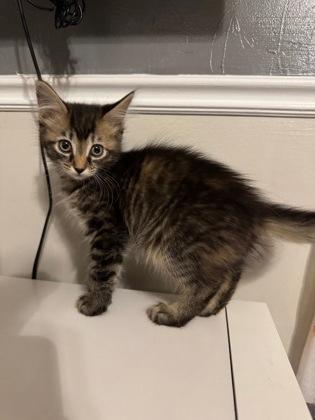 Enlarge Tortellini, a Adoptable Domestic Medium Hair in Edmond, OK image 3/3