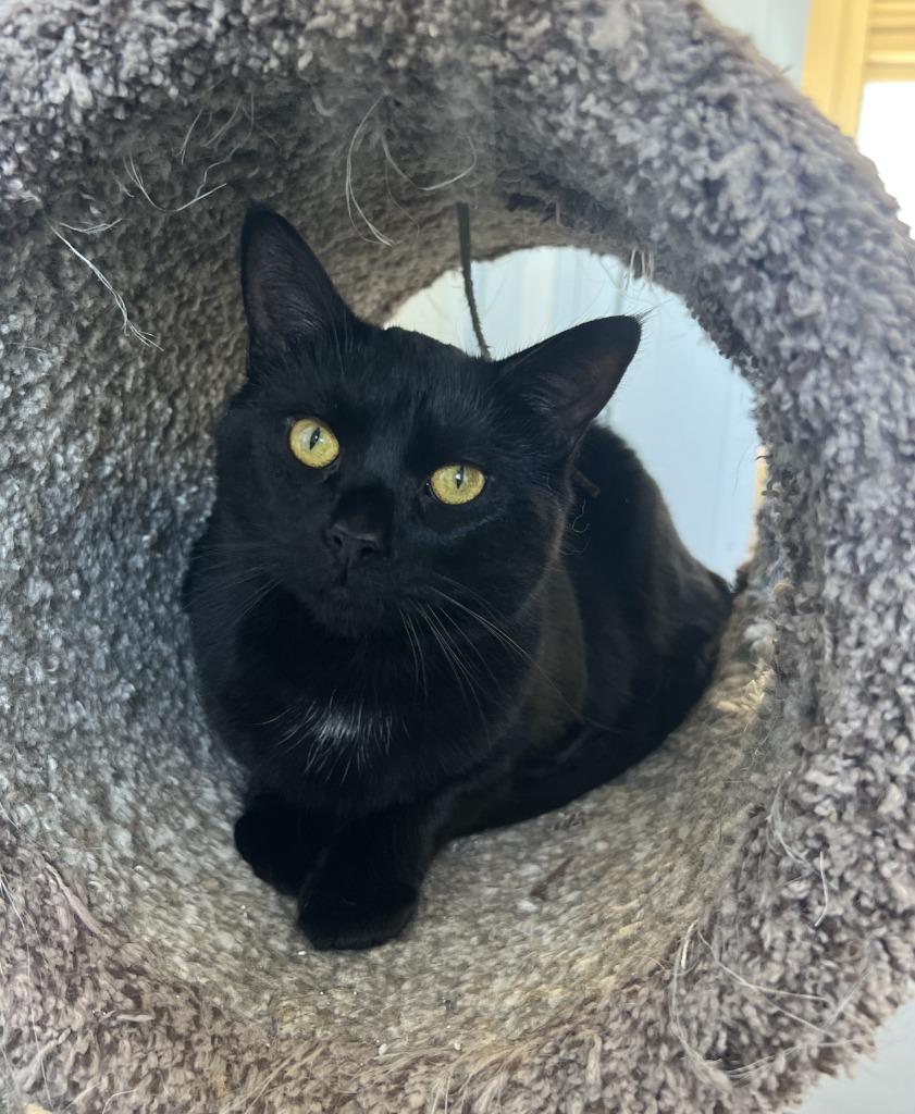 Raven, Adoptable, Adult Female Domestic Short Hair.