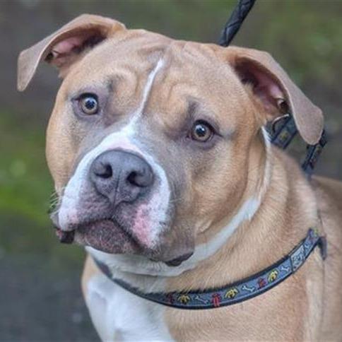 Bruce, Adoptable, Adult Male Pit Bull Terrier.