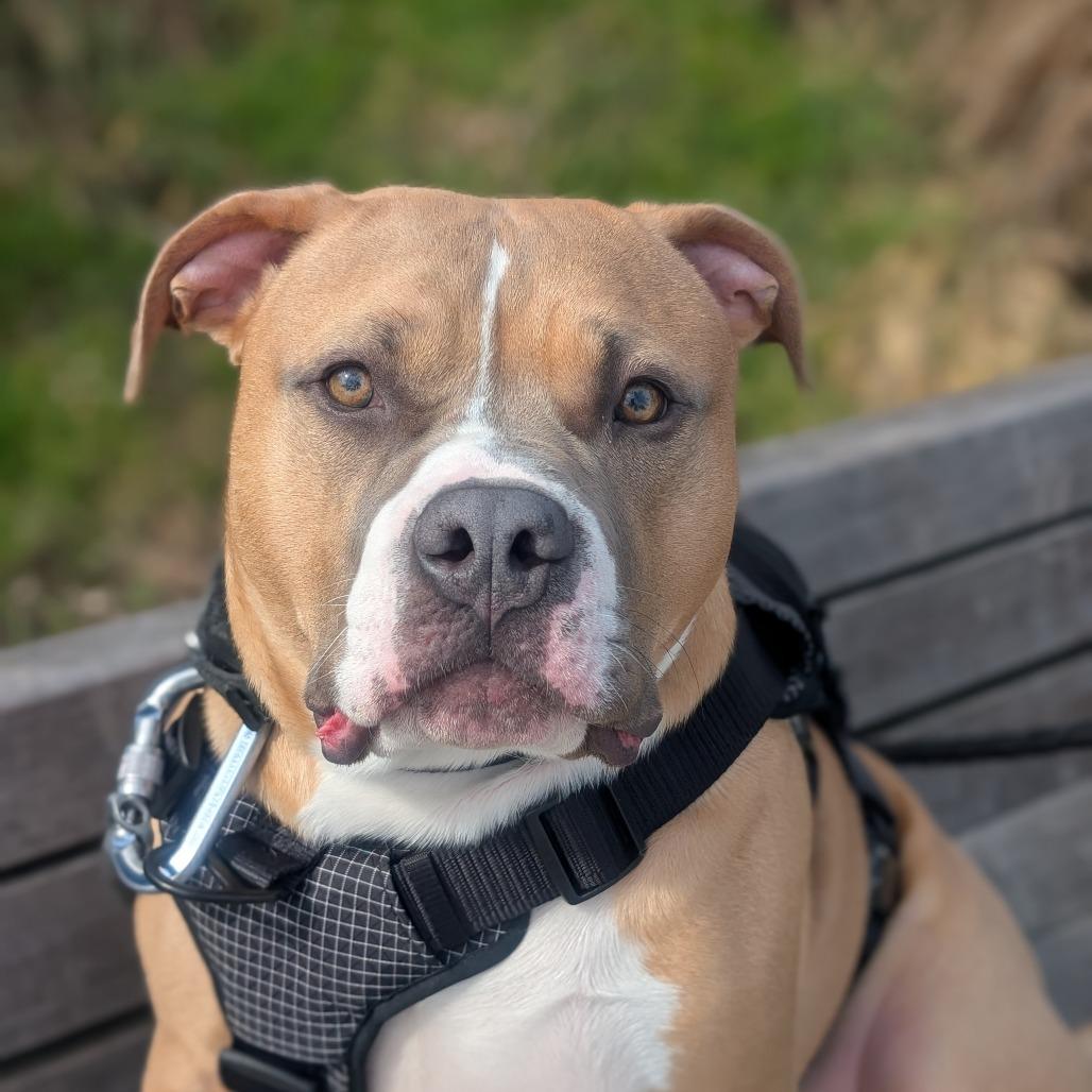 Bruce, a Adoptable Pit Bull Terrier in Tacoma, WA image 2/2