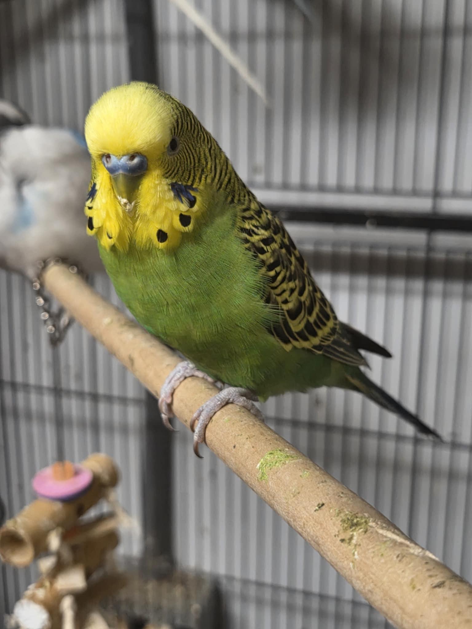 Sprout, Adult Male unknown