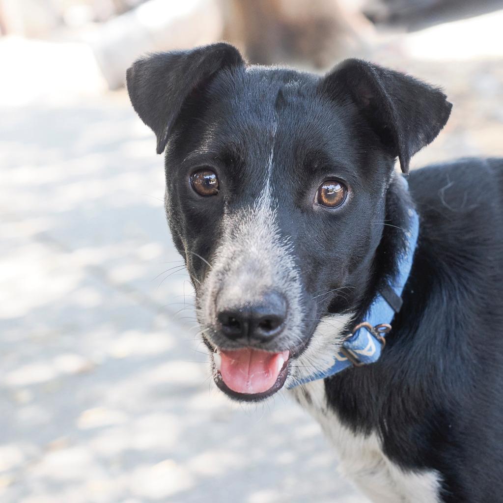 Enlarge NANA, a Adoptable mixed breed in Point Richmond, CA image 2/6