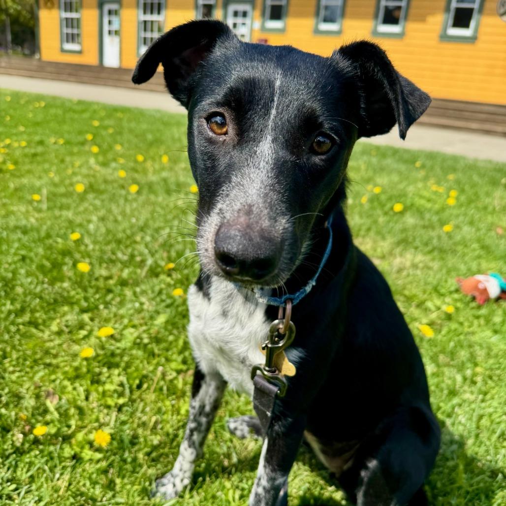 Enlarge NANA, a Adoptable mixed breed in Point Richmond, CA image 3/6