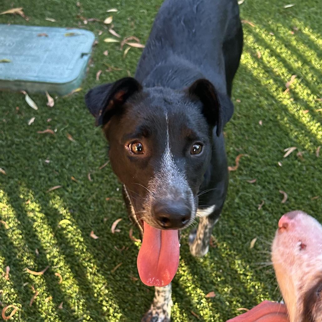 Enlarge NANA, a Adoptable mixed breed in Point Richmond, CA image 4/6