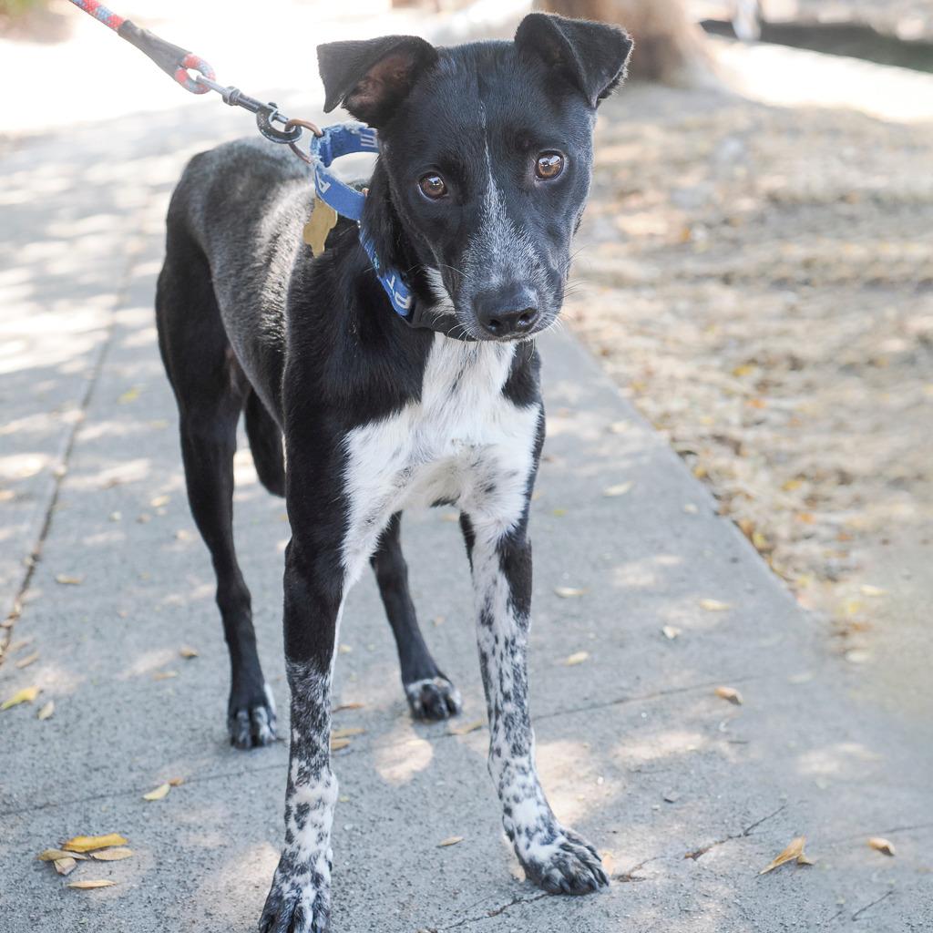 Enlarge NANA, a Adoptable mixed breed in Point Richmond, CA image 2/6