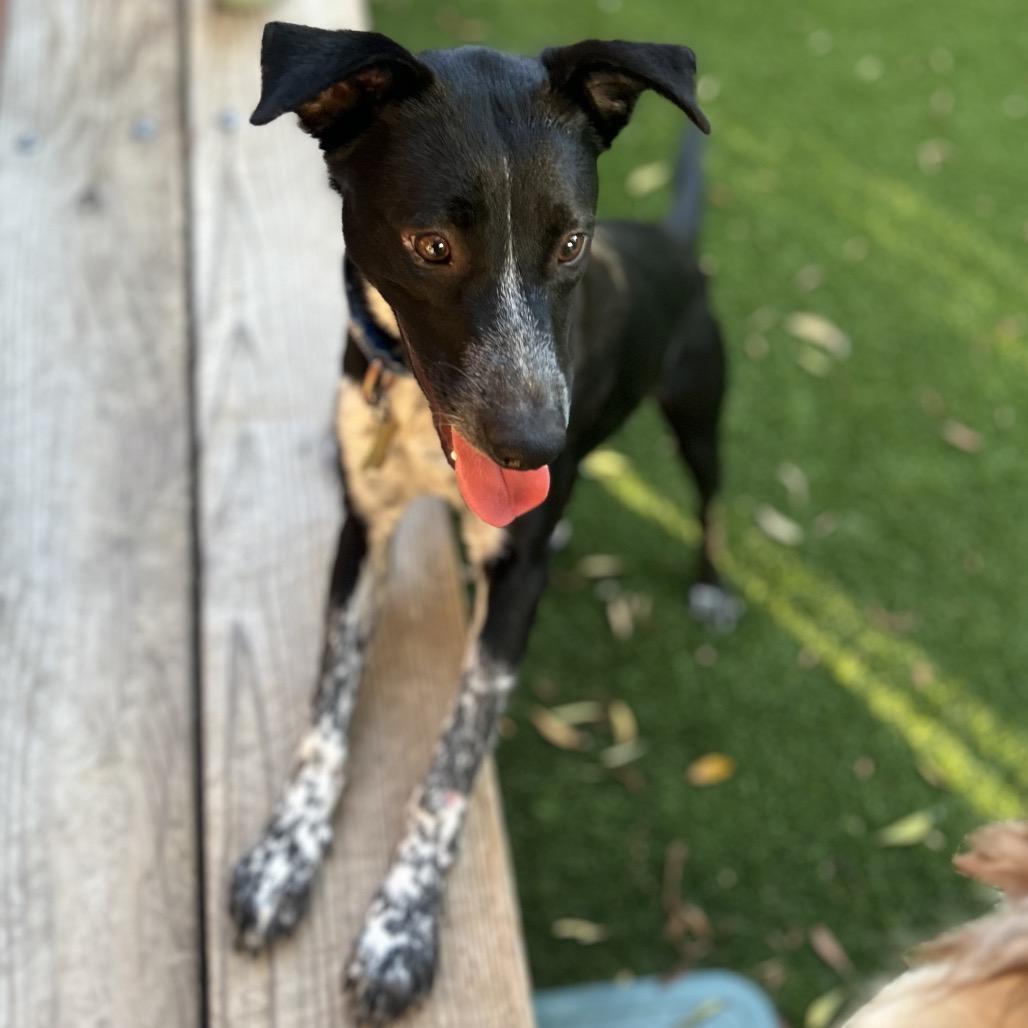 Enlarge NANA, a Adoptable mixed breed in Point Richmond, CA image 5/6