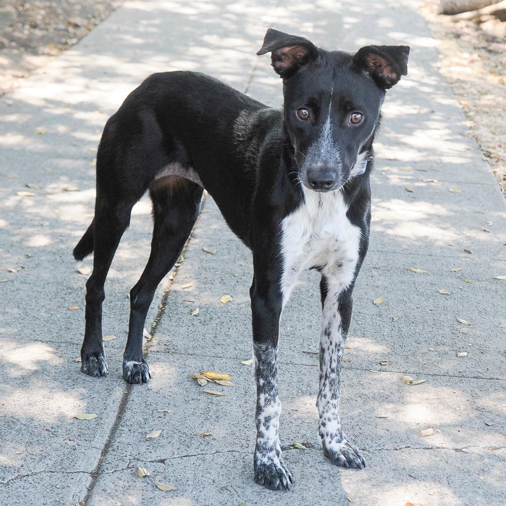 Enlarge NANA, a Adoptable mixed breed in Point Richmond, CA image 6/6