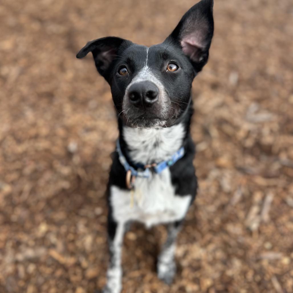 Enlarge NANA, a Adoptable mixed breed in Point Richmond, CA image 3/6