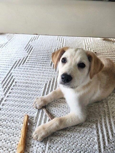 Enlarge **CUPID **, a Adopted Yellow Labrador Retriever in North Prairie, WI image 1/3
