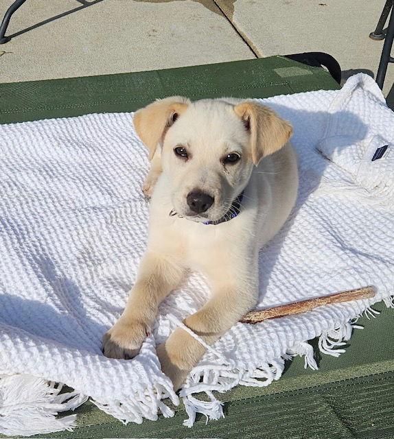 Enlarge **CUPID **, a Adopted Yellow Labrador Retriever in North Prairie, WI image 2/3
