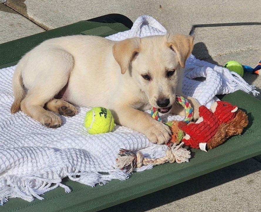 Enlarge **CUPID **, a Adopted Yellow Labrador Retriever in North Prairie, WI image 3/3