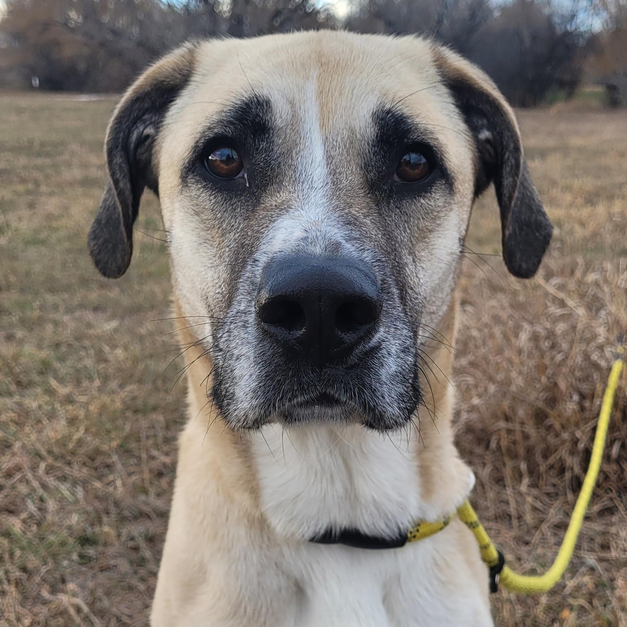 Enlarge Wilma ("Wilmington"), an adopted Mixed Breed in Rapid City, SD image 1/4