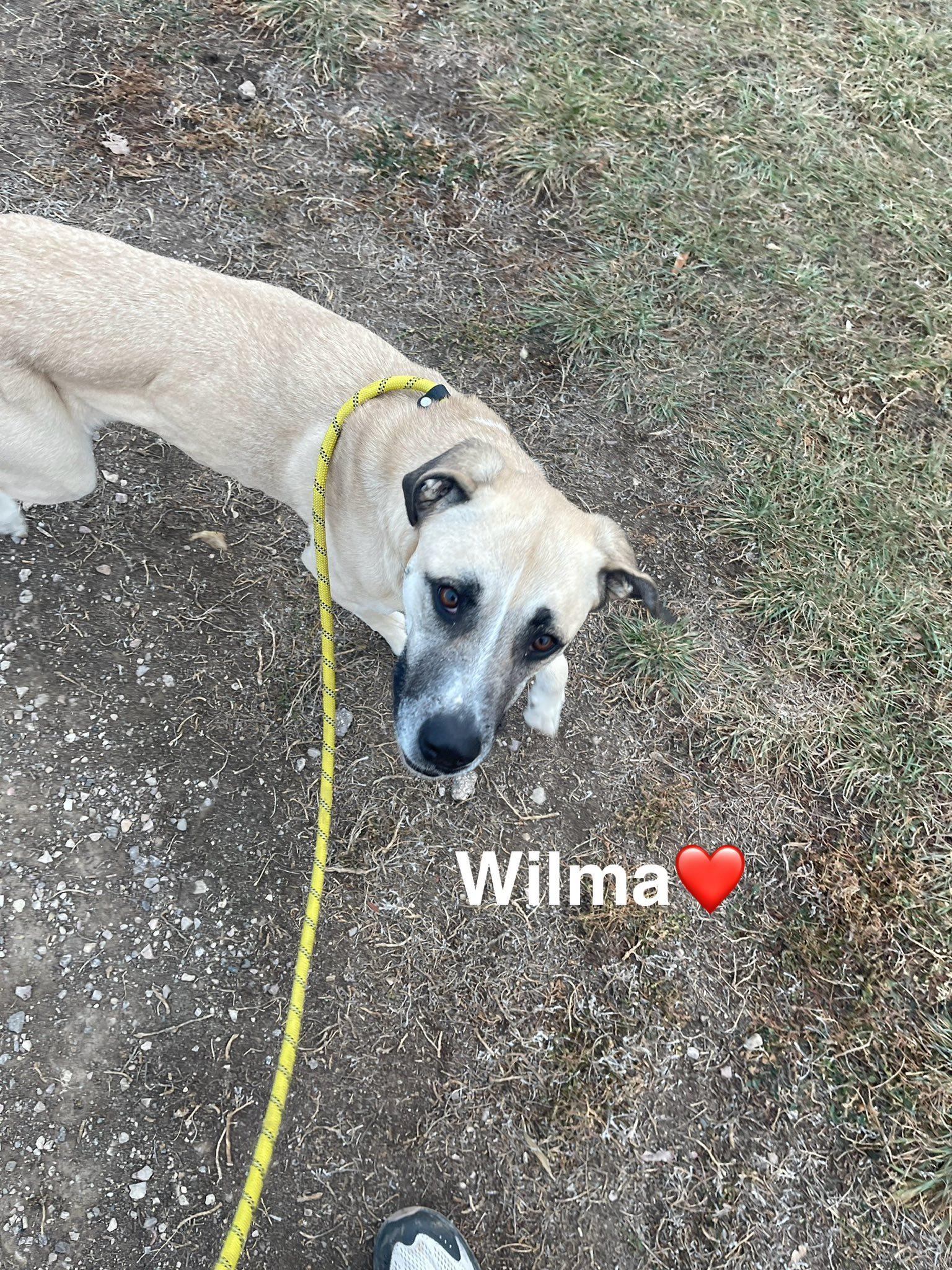 Enlarge Wilma ("Wilmington"), an adopted Mixed Breed in Rapid City, SD image 3/4