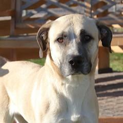 Wilma ("Wilmington"), a ADOPTABLE Mixed Breed in Rapid City, SD image 1/2