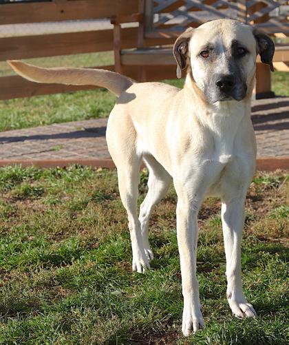 Wilma ("Wilmington"), a ADOPTABLE Mixed Breed in Rapid City, SD image 2/2