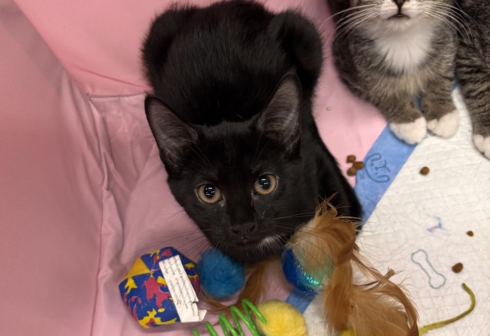 Maizie, Adoptable, Kitten Female Domestic Short Hair.