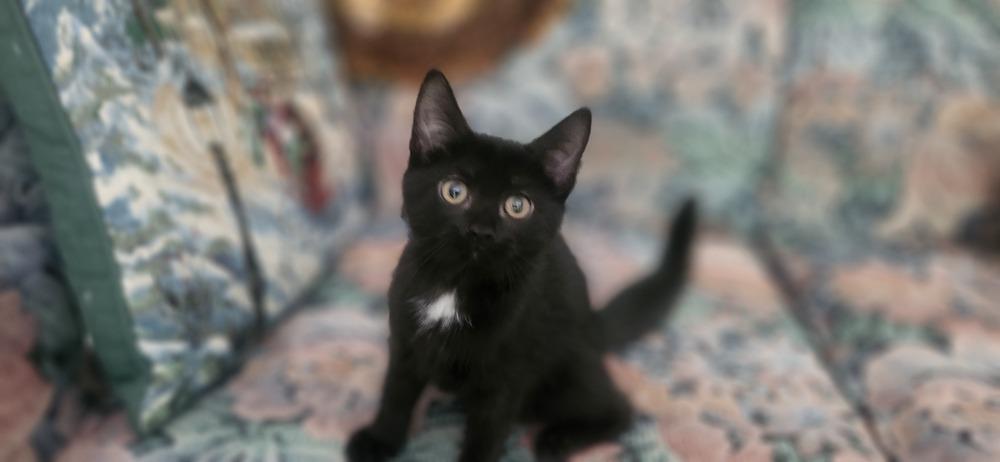 Enlarge Maizie, a Adoptable mixed breed in Henrico, VA image 1/1
