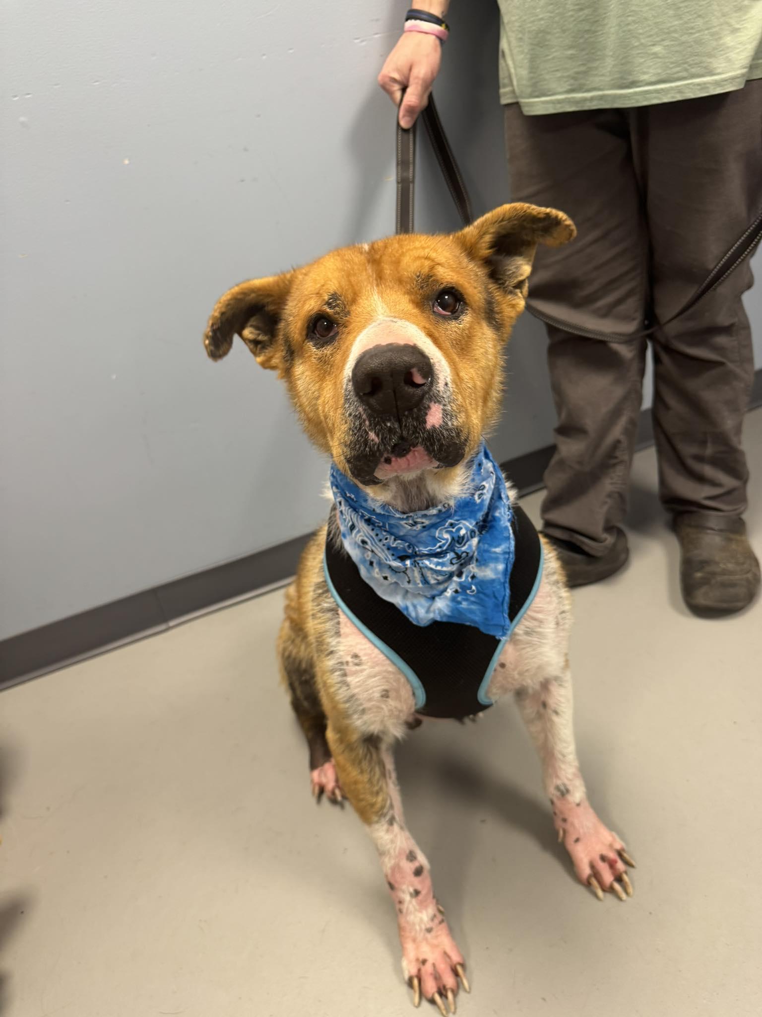 Thor , ADOPTABLE, Adult Male Terrier.