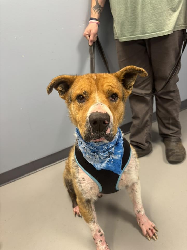 Enlarge Thor , a ADOPTABLE Terrier in Zanesville, OH image 2/2