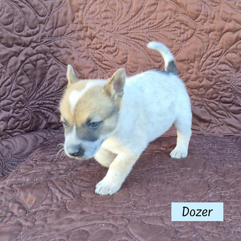 Dozer (Darcy's Litter)