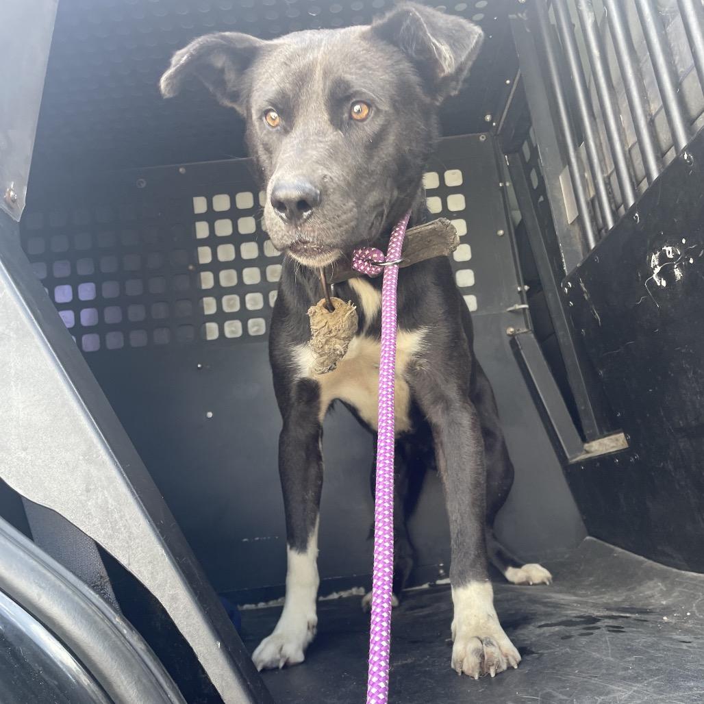 Benji, a Adoptable mixed breed in Dickinson, TX image 1/6