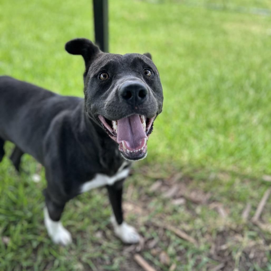 Benji, a Adoptable mixed breed in Dickinson, TX image 2/6