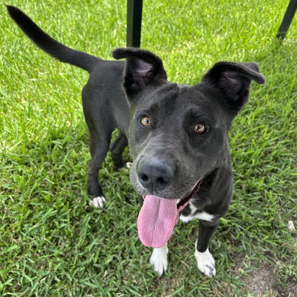 Benji, a Adoptable mixed breed in Dickinson, TX image 3/6