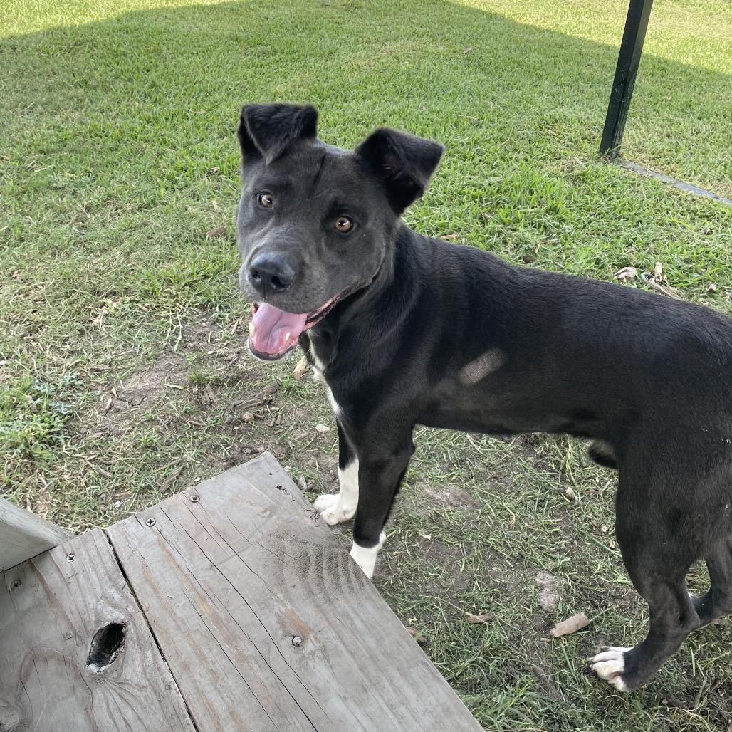 Benji, a Adoptable mixed breed in Dickinson, TX image 4/6