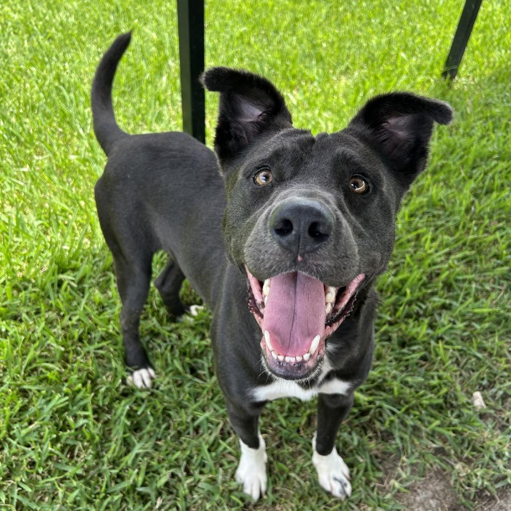 Benji, a Adoptable mixed breed in Dickinson, TX image 5/6