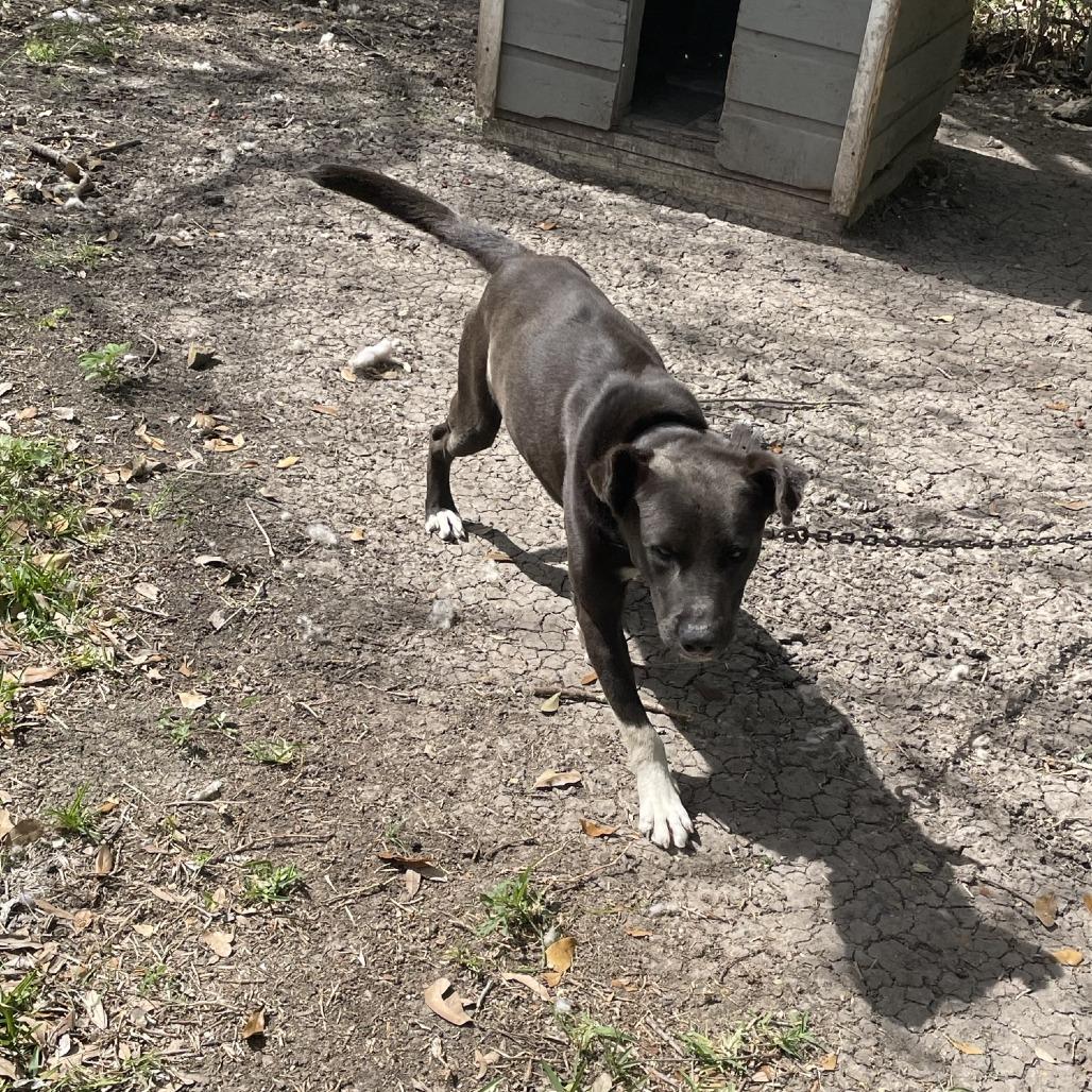 Benji, a Adoptable mixed breed in Dickinson, TX image 6/6