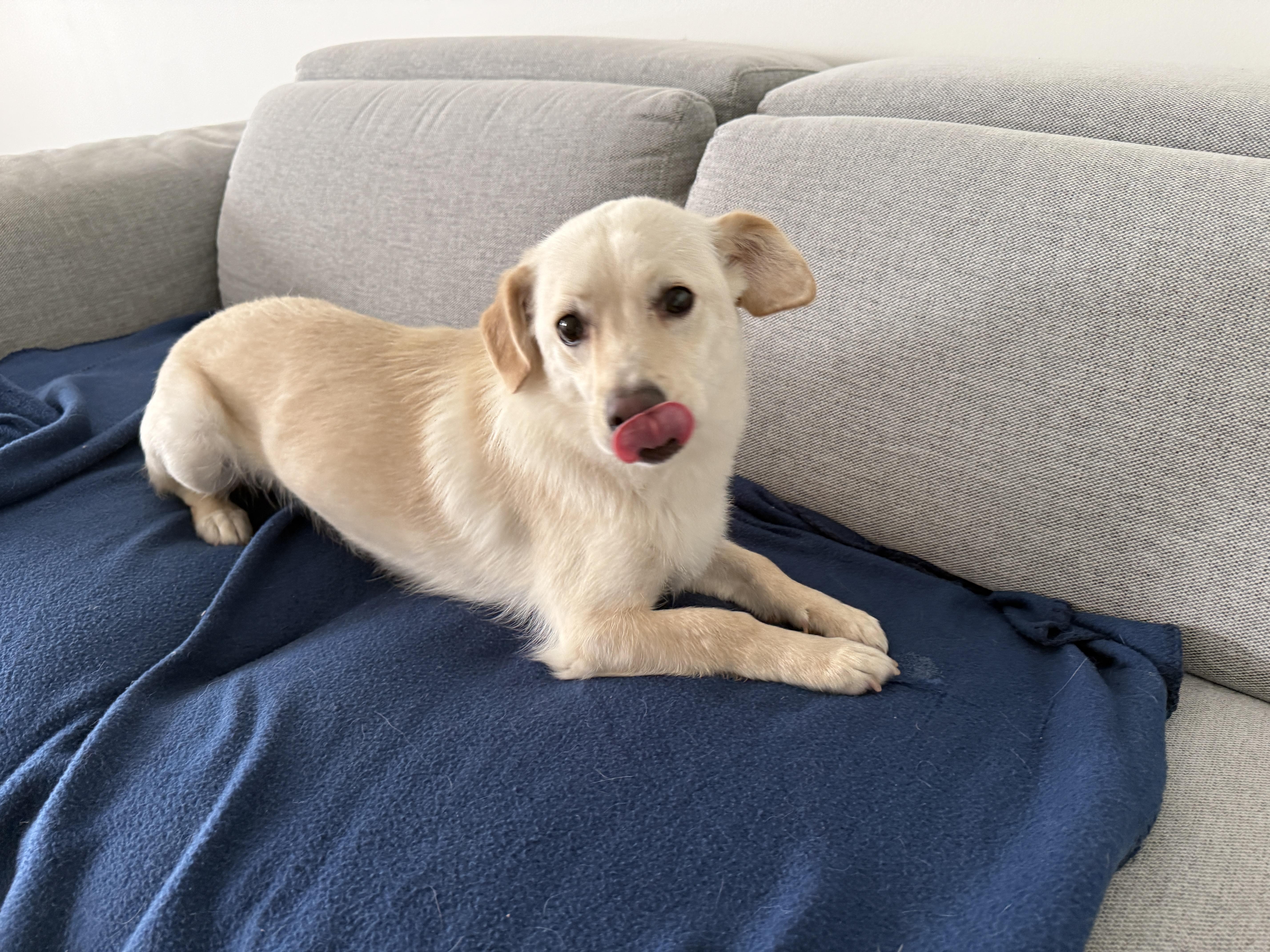 Lady, a ADOPTABLE Mixed Breed in Markham, ON image 6/6