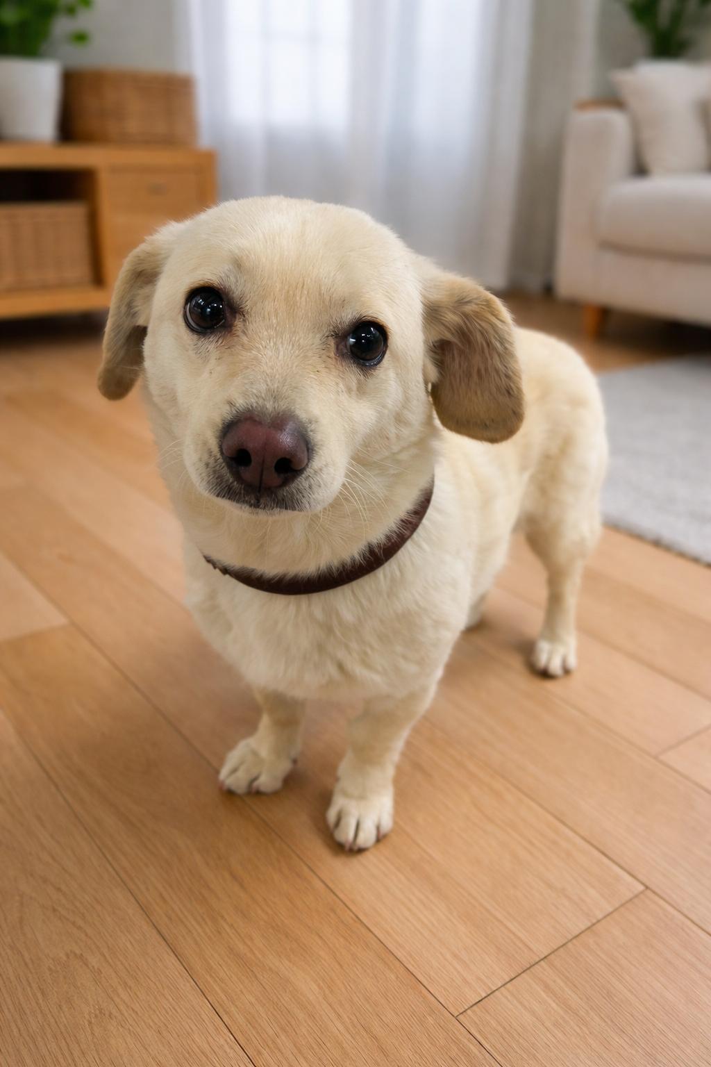 Enlarge Lady, a ADOPTABLE Mixed Breed in Markham, ON image 4/5