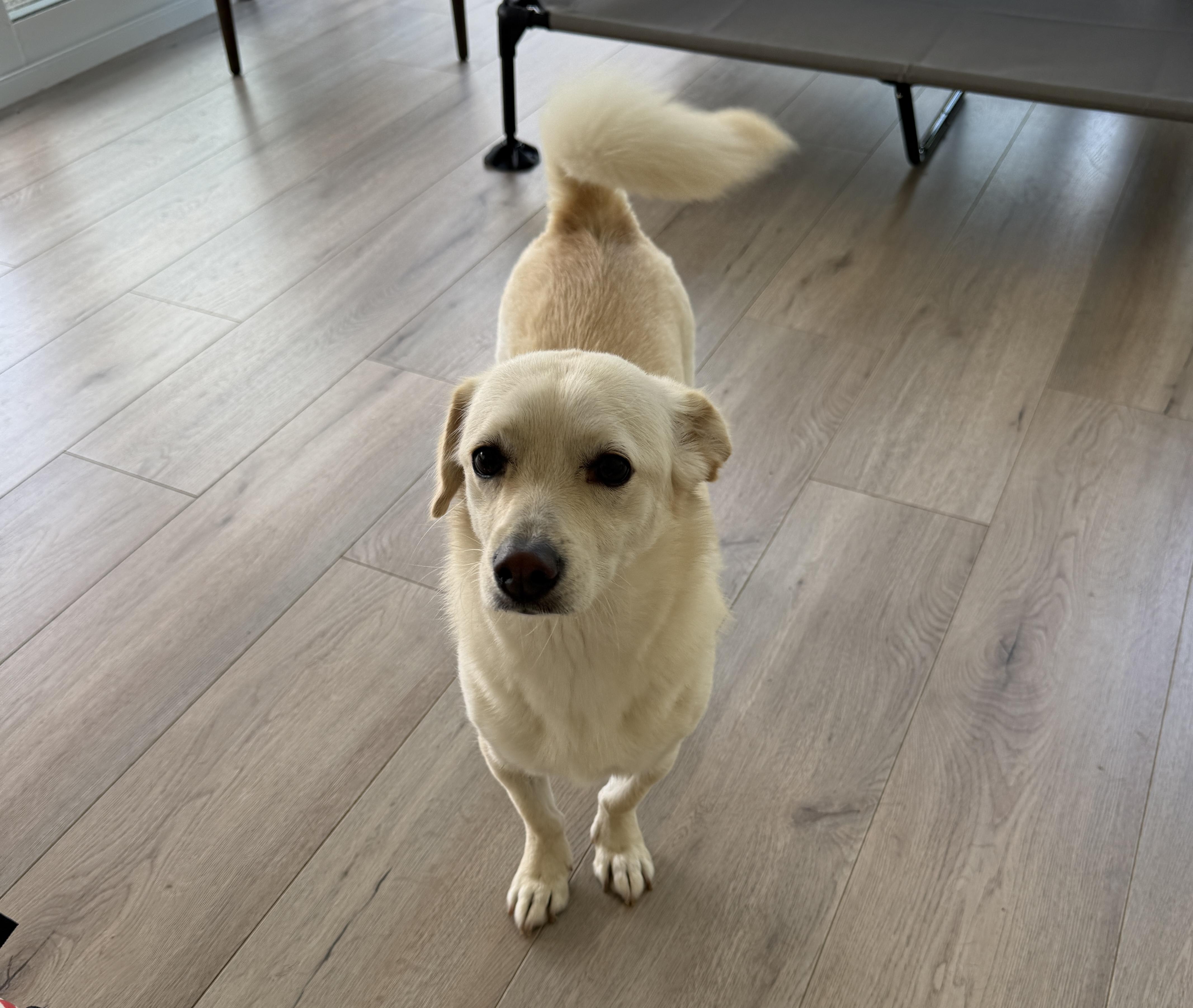Lady, Adoptable, Young Female Mixed Breed.