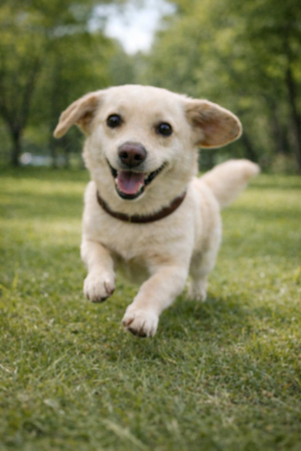 Enlarge Lady, a ADOPTABLE Mixed Breed in Markham, ON image 3/5