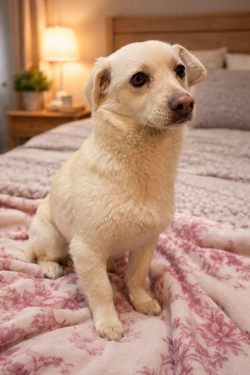 Enlarge Lady, a ADOPTABLE Mixed Breed in Markham, ON image 1/5