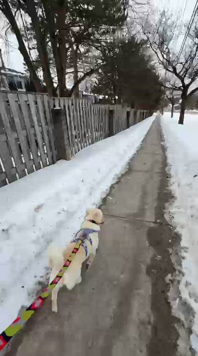 Enlarge Lady, a ADOPTABLE Mixed Breed in Markham, ON video 5/5
