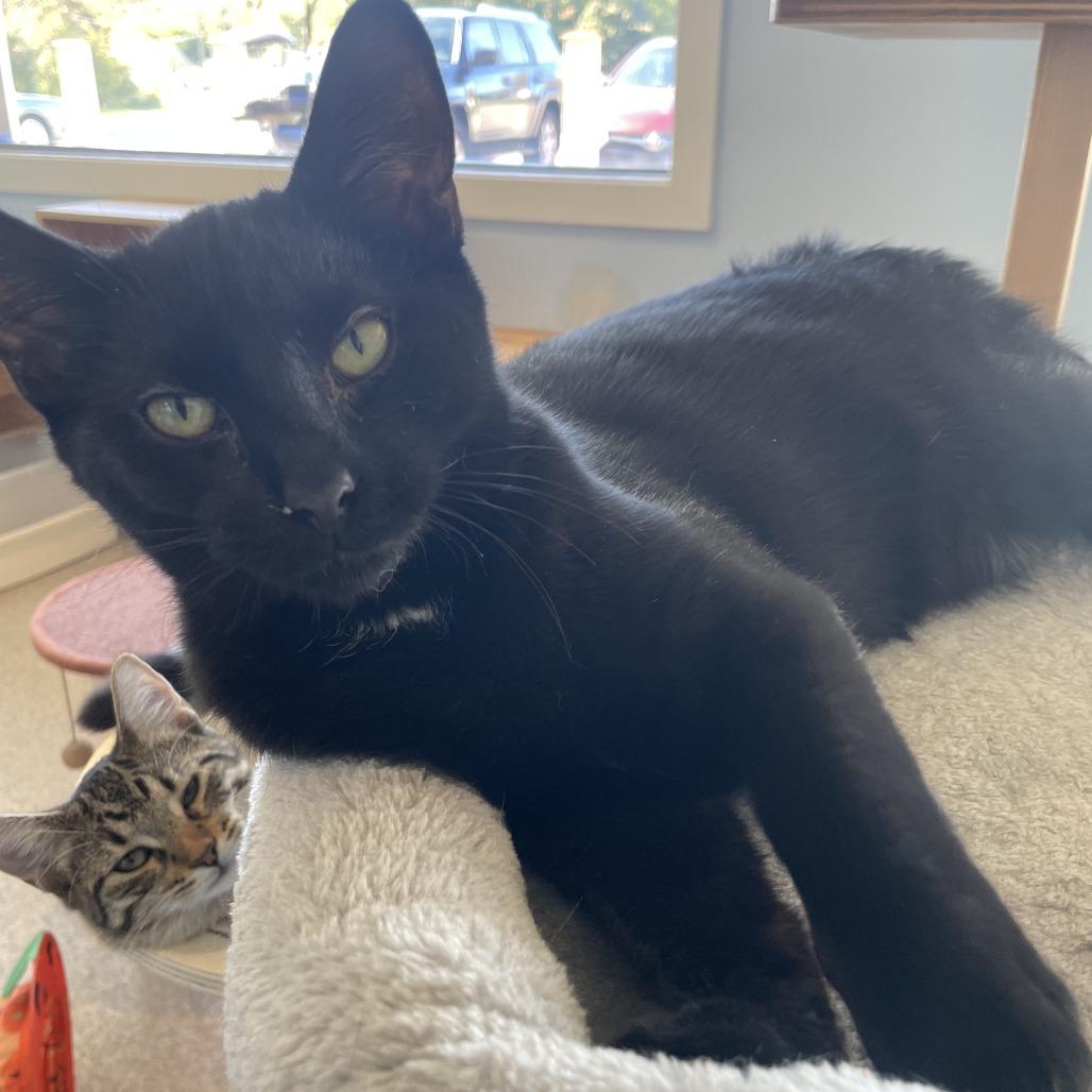 Roary, Adoptable, Young Male Domestic Short Hair.