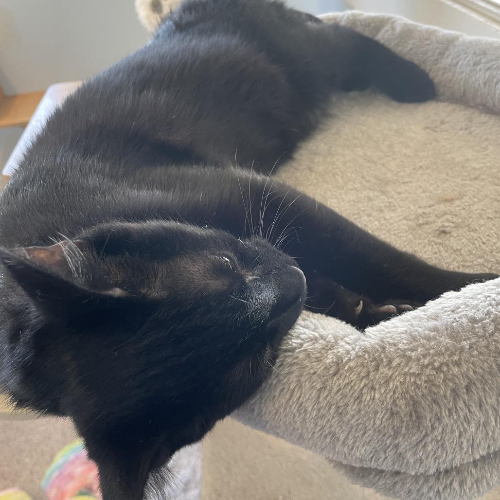 Roary, a Adoptable Domestic Short Hair in Rossville, GA image 3/6