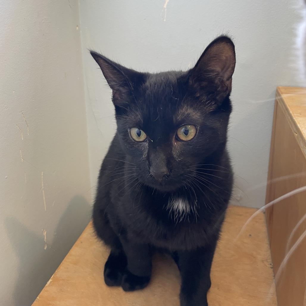 Roary, a Adoptable Domestic Short Hair in Rossville, GA image 4/6