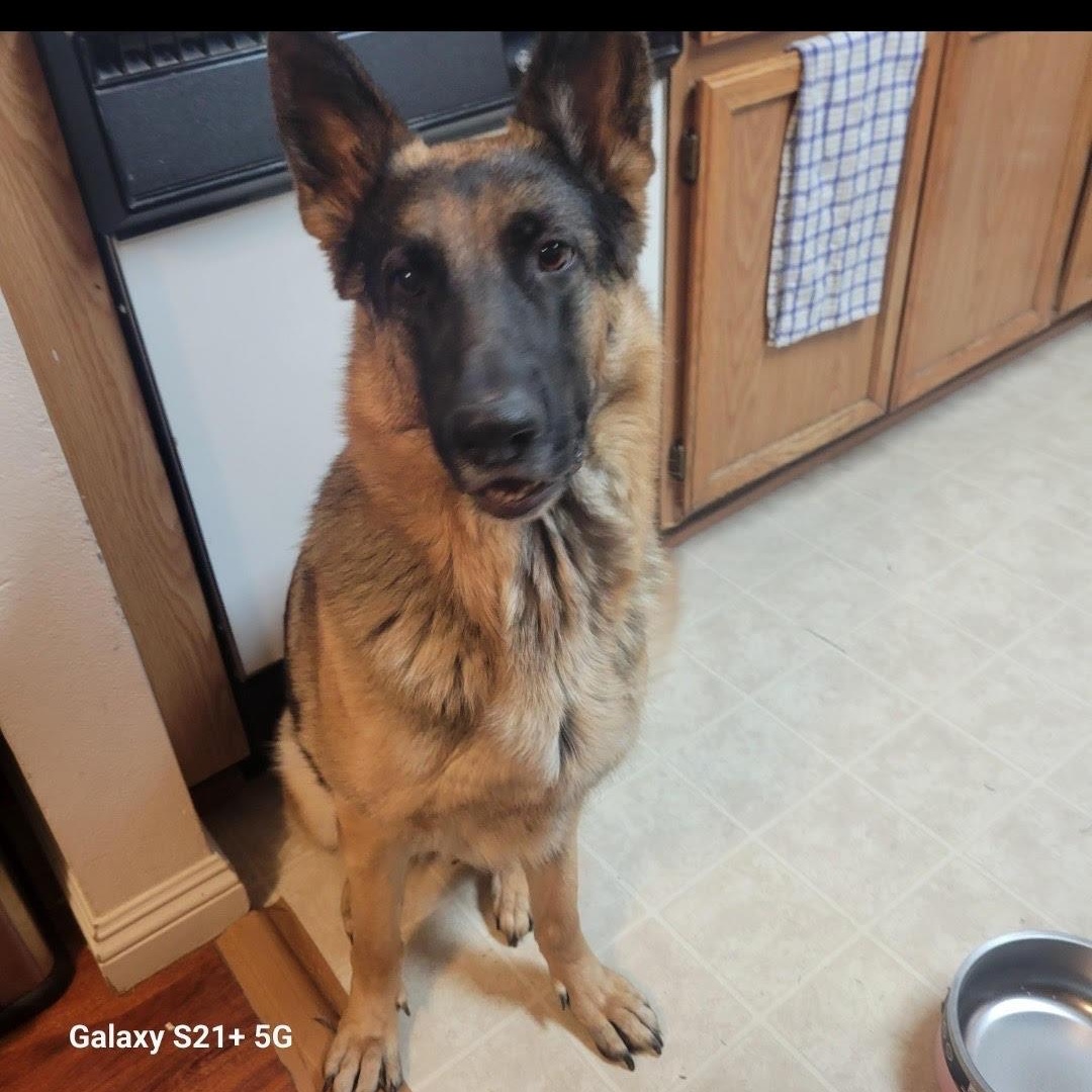 Enlarge Nova, a Adoptable German Shepherd Dog in Hesperia, CA image 1/1