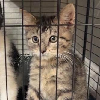 Branch, Adoptable, Kitten Male Domestic Short Hair.